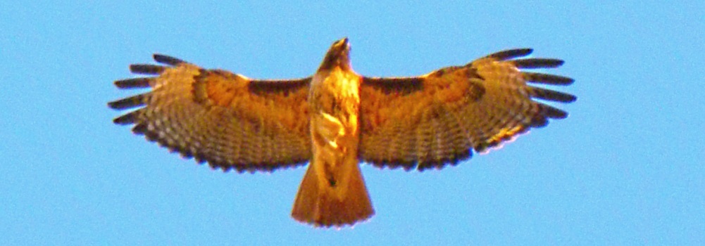 AerialistsRed-tailed Hawk