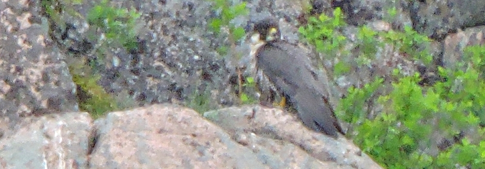 AerialistsThe Peregrine Falcon