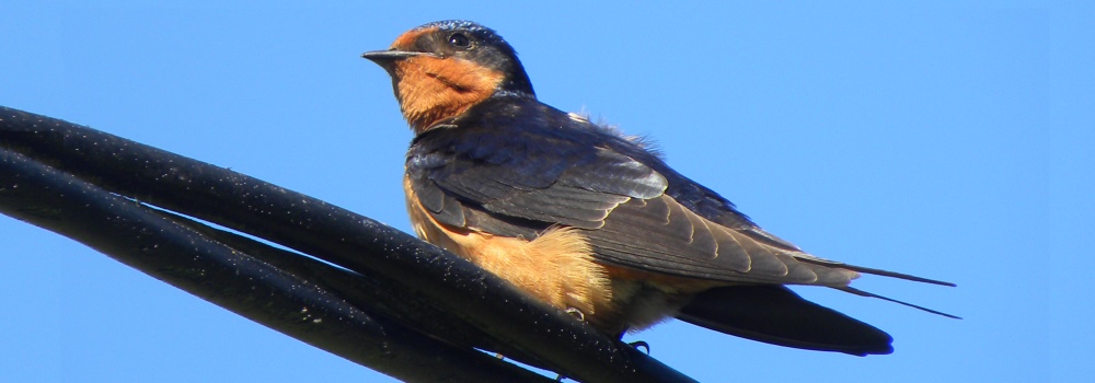 AerialistsThe Barn Swallow