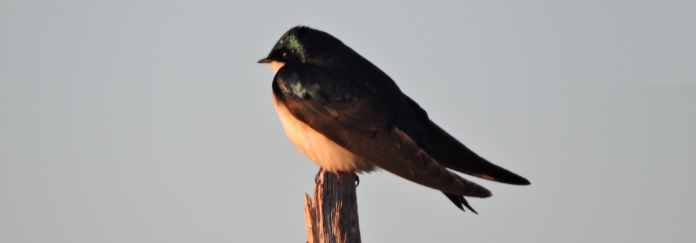 Straight Billed Song BirdsTree Swallow
