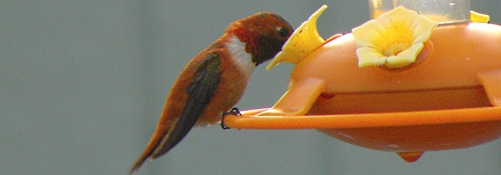 AerialistsThe Rufous Hummingbird