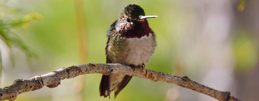 AerialistsThe Rufous Hummingbird