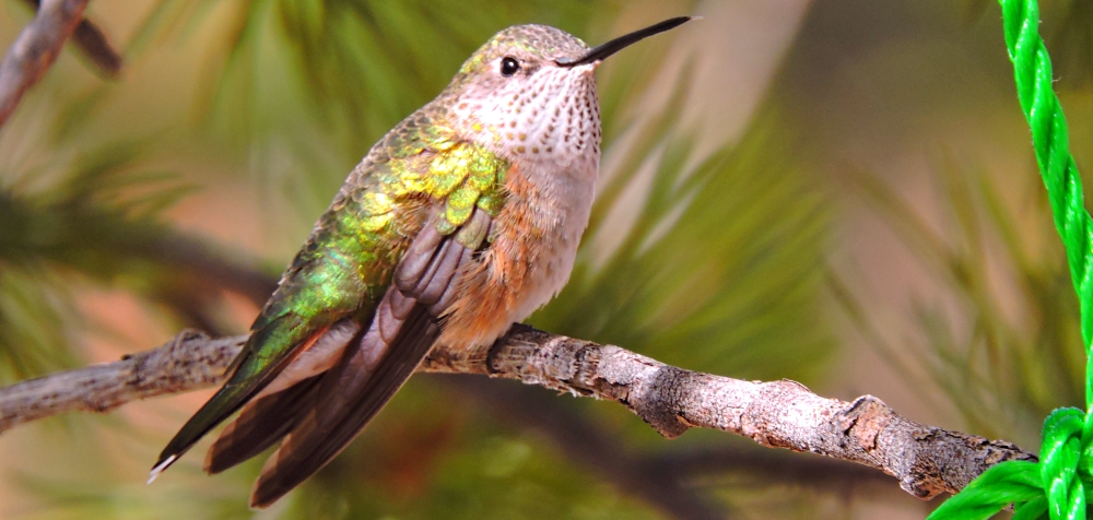 AerialistsThe Rufous Hummingbird