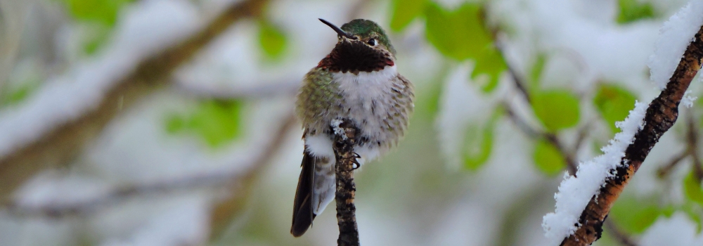 AerialistsThe Rufous Hummingbird