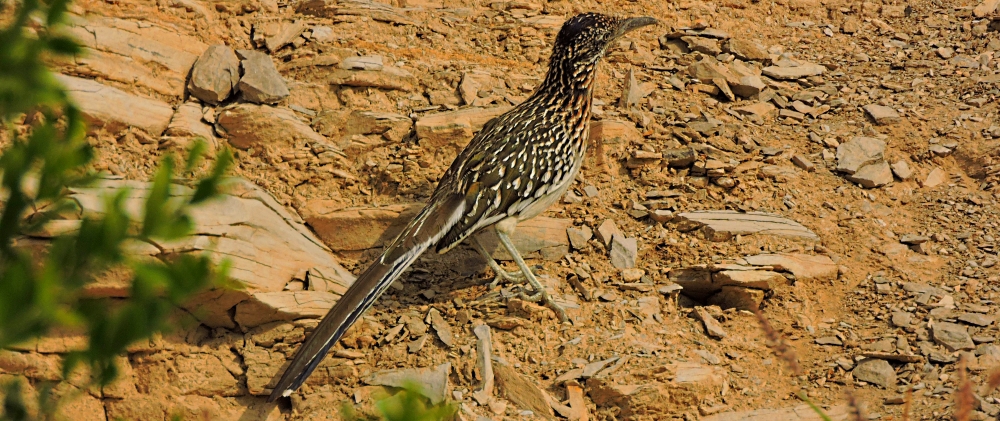 Ground Walkers2019 Journey, Greater Roadrunner