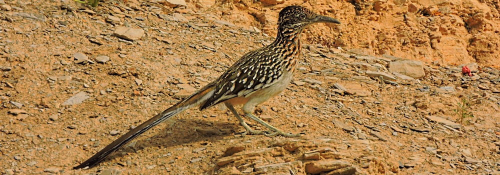 Ground Walkers2019 Journey, Greater Roadrunner