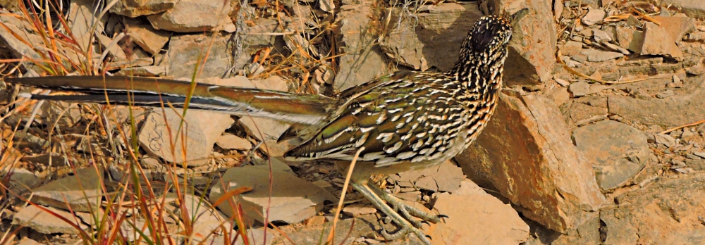 Ground Walkers2019 Journey, Greater Roadrunner