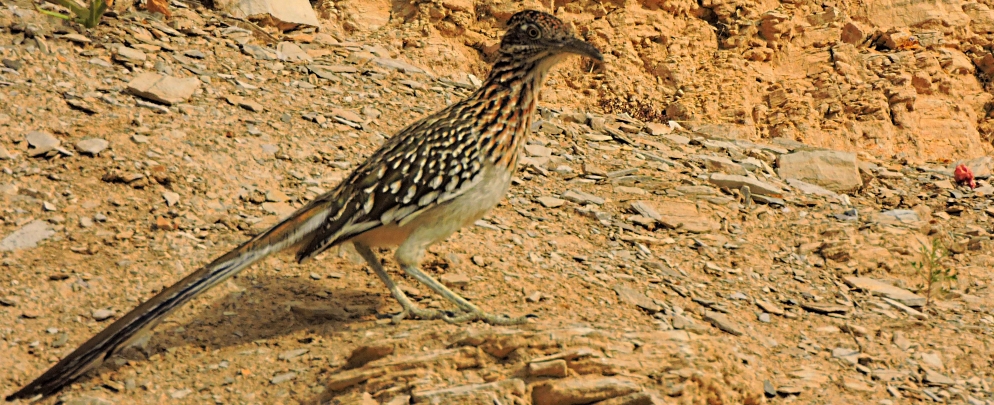 Ground Walkers2019 Journey, Greater Roadrunner