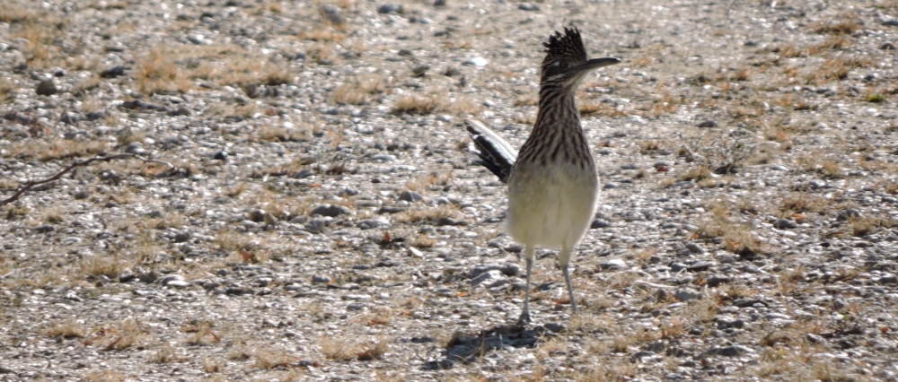 Ground WalkersThe Greater Roadrunner