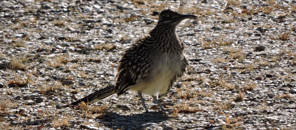 Ground WalkersThe Greater Roadrunner