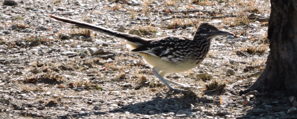 Ground WalkersThe Greater Roadrunner