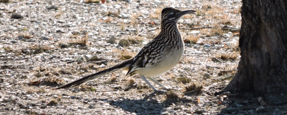 Ground WalkersThe Greater Roadrunner