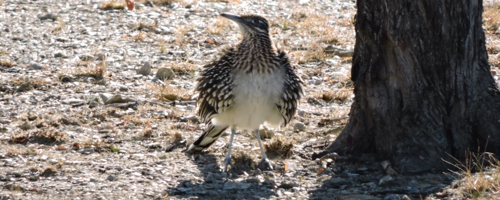 Ground WalkersThe Greater Roadrunner