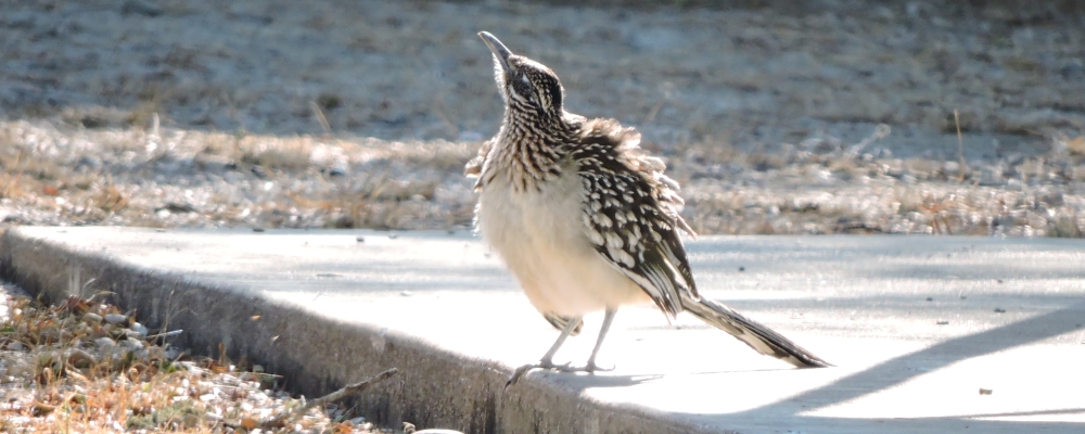 Ground WalkersThe Greater Roadrunner