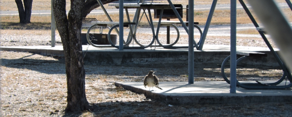 Ground WalkersThe Greater Roadrunner