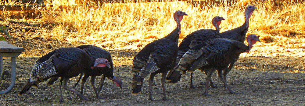 Ground WalkersThe Wild Turkey