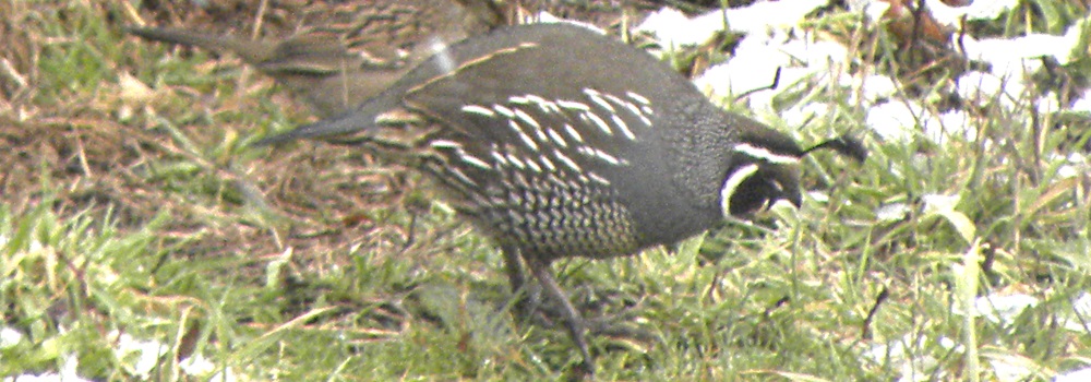 Ground WalkersThe California Quail