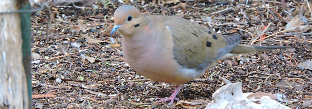 Ground WalkersThe Mourning Dove