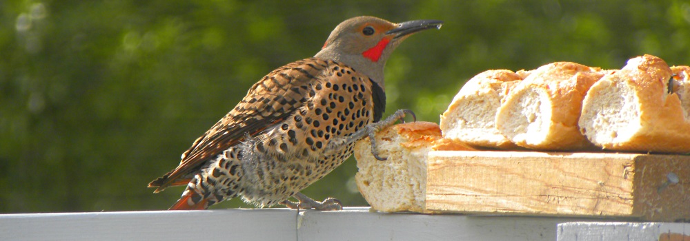 Northern FlickerRed-shafted form
