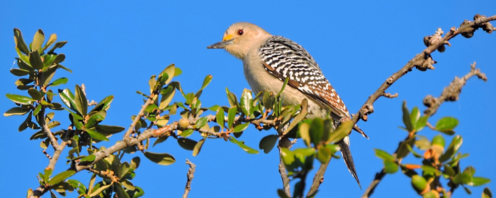Land Birds, Tree ClimbersThe Norther Flicker (Yellow)