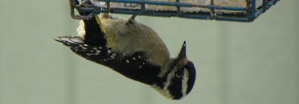 Land Birds, Tree ClimbersDowny Woodpecker