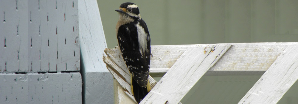 Land Birds, Tree ClimbersDowny Woodpecker