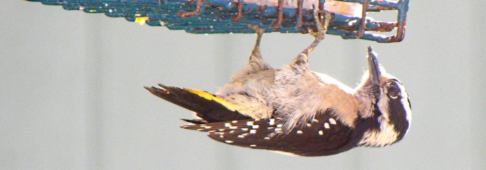 Land Birds, Tree ClimbersDowny Woodpecker