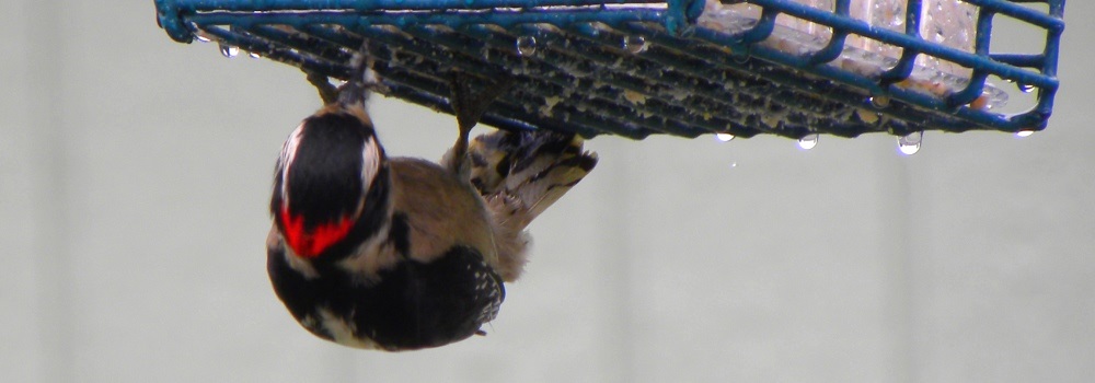 Downey Woodpeckeron the suet feeder