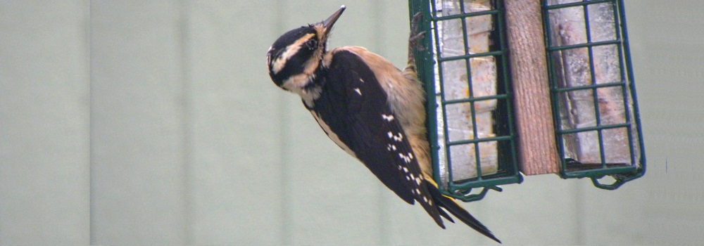 Land Birds, Tree ClimbersDowny Woodpecker