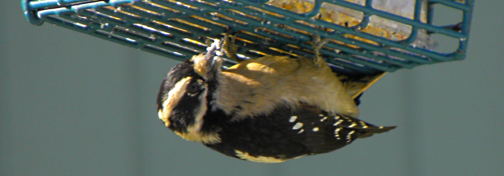 Land Birds, Tree ClimbersDowny Woodpecker