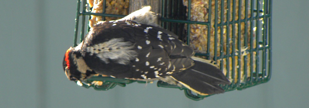 Land Birds, Tree ClimbersDowny Woodpecker