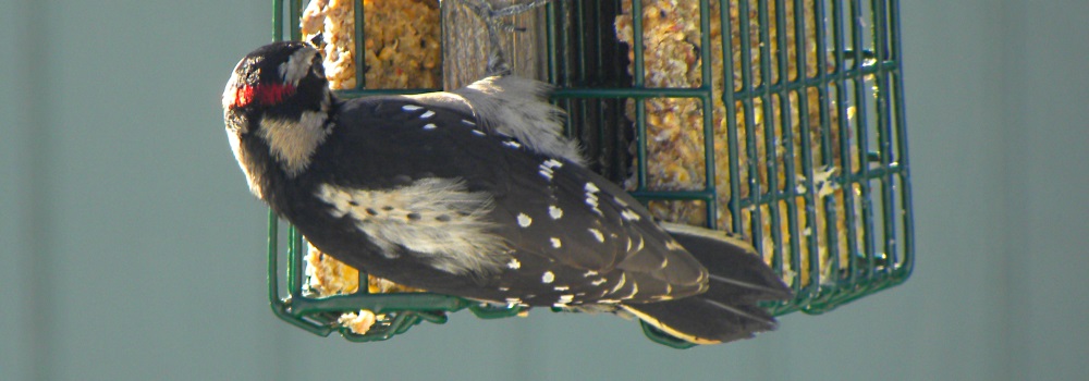 Land Birds, Tree ClimbersDowny Woodpecker