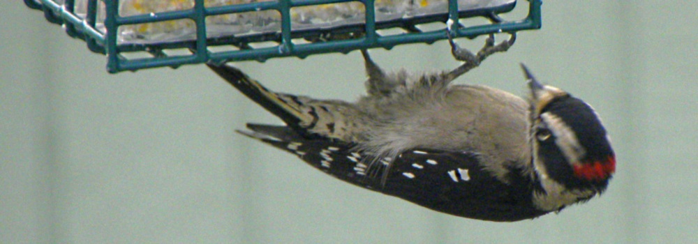 Land Birds, Tree ClimbersDowny Woodpecker