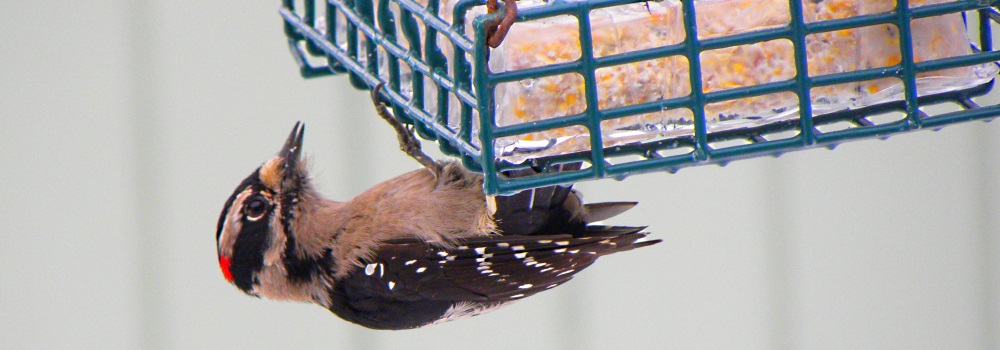 Land Birds, Tree ClimbersDowny Woodpecker