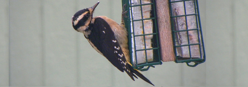 093b-HairyWoodpecker
