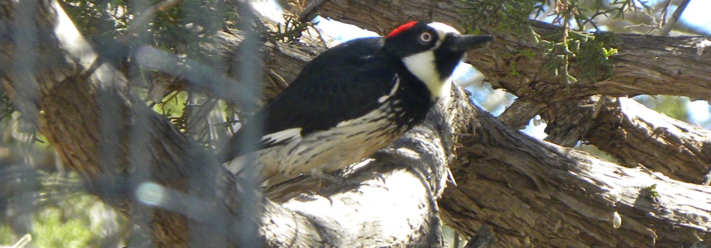 Land Birds, Tree ClimbersAcorn Woodpecker