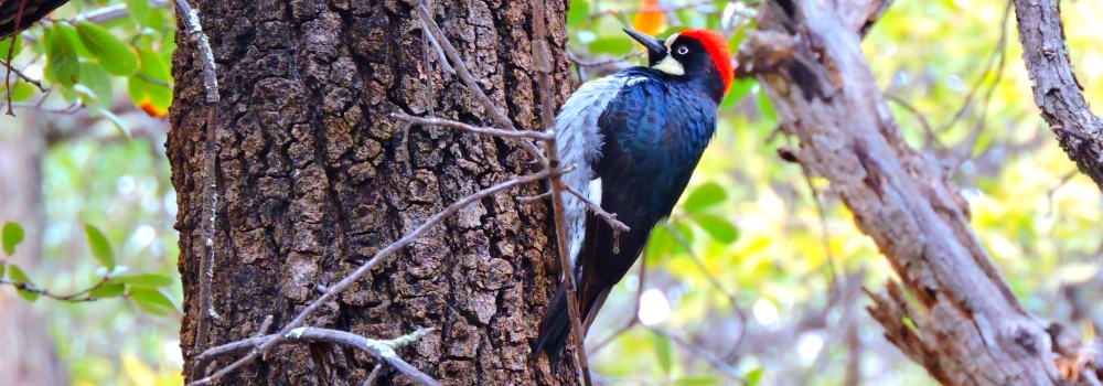 Land Birds, Tree ClimbersAcorn Woodpecker