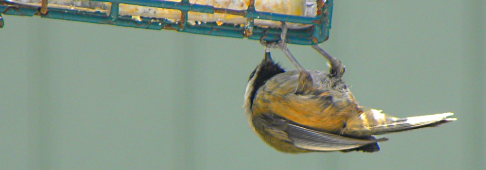 Land Birds, Tree ClimbersRed-breasted Nuthatch
