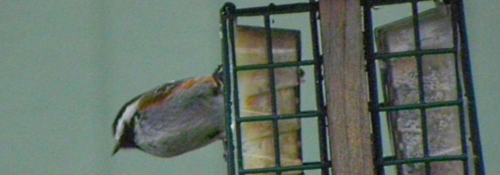 Land Birds, Tree ClimbersRed-breasted Nuthatch