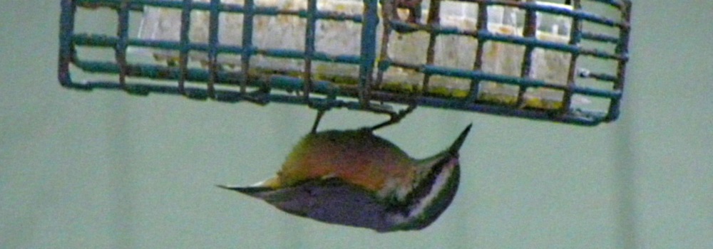 Land Birds, Tree ClimbersRed-breasted Nuthatch