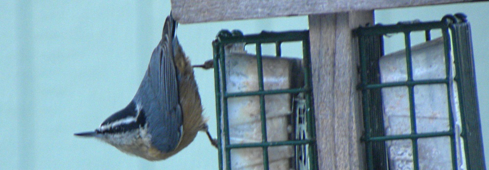 Land Birds, Tree ClimbersRed-breasted Nuthatch