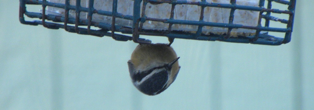 Land Birds, Tree ClimbersRed-breasted Nuthatch
