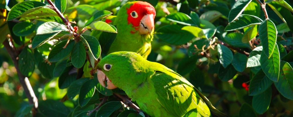 Conical Billed Song BirdsRed Crowned Parrot