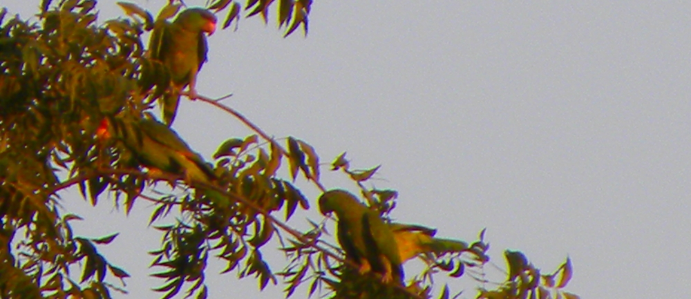 Parrot Family GalleryRed Crowned Parrot
