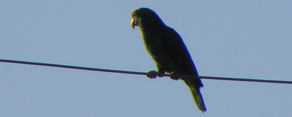 Parrot Family GalleryRed Crowned Parrot