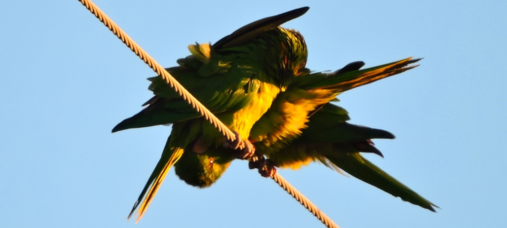 Parrot Family GalleryRed Crowned Parrot