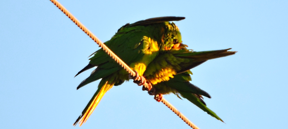 Parrot Family GalleryRed Crowned Parrot
