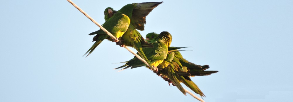 Parrot Family GalleryRed Crowned Parrot