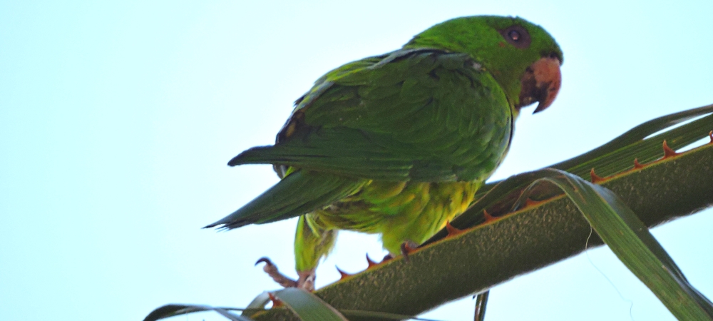 Parrot Family GalleryRed Crowned Parrot