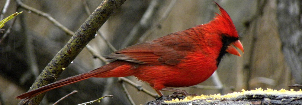 Conical Billed Song BirdsMale Cardinal